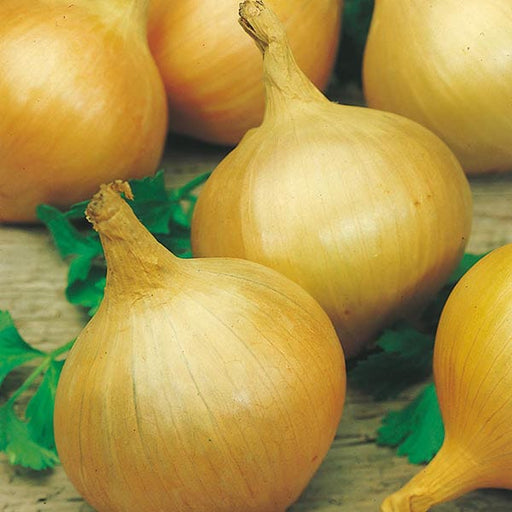 ONION Bedfordshire Champ Seeds