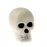 14cm Artificial Skull in a Realistic Finish