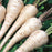 PARSNIP White Gem Seeds