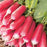 RADISH French Breakfast Seeds
