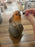 DAMAGED Robin on a  Rock with Hanging Plaque - Special Nan NOSE NEEDS TO BE GLUED