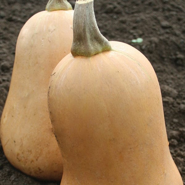 SQUASH (Butternut) Sweet Seeds