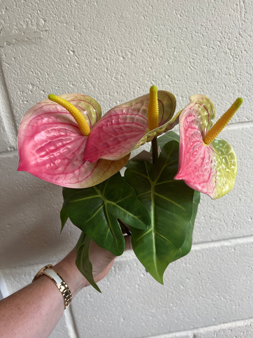 Pink and green anthurium lily bush