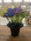 Remembrance Grave Pot H10 x D13cm purple anemone