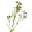 Wax Flower Spray x 77cm - Light Pink