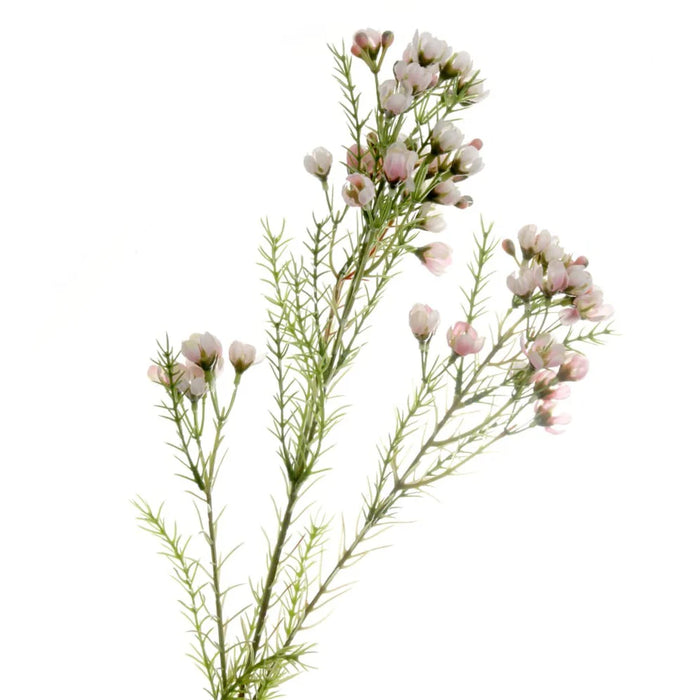 Wax Flower Spray x 77cm - Light Pink