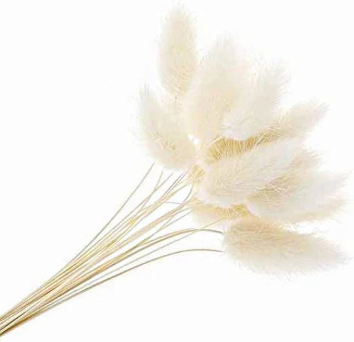 Dried Lagurus Bunny Tail Grass - White - 60cm Tall - 80g per Pack