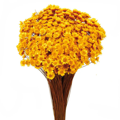 Dried Glixia - Yellow x 50cm tall - 50g