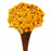 Dried Glixia - Yellow x 50cm tall - 50g