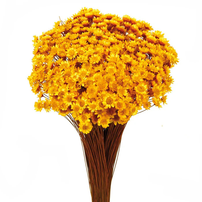 Dried Glixia - Yellow x 50cm tall - 50g