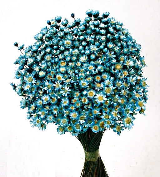 Dried Glixia - Blue  x 50cm tall - 50g