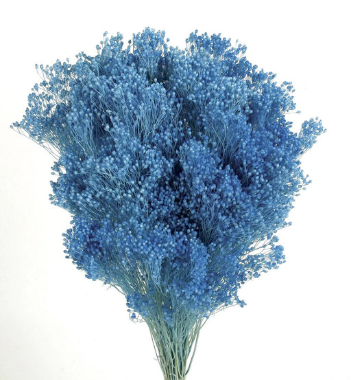 Preserved Broom Blooms x 100g - Blue