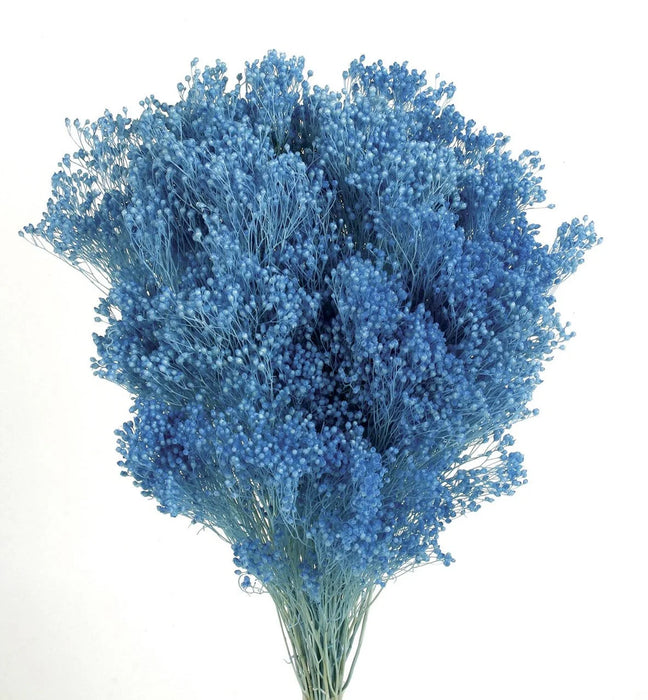 Preserved Broom Blooms x 100g - Blue