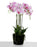 Purple/White Real Touch Potted Orchid Plant in Moss Style Pot x 60cm