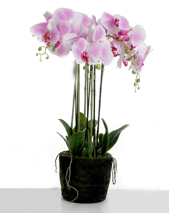 Purple/White Real Touch Potted Orchid Plant in Moss Style Pot x 60cm