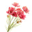 Coreopsis Flower Bundle - 3 stems x 62cm long - Pink