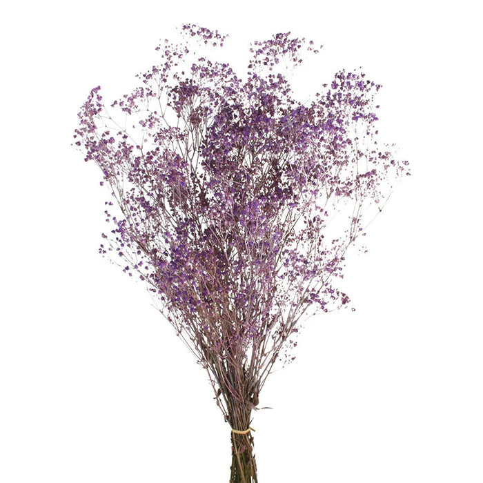 Preserved Gypsophila - Dusky Purple x 60cm long - 100g per pack