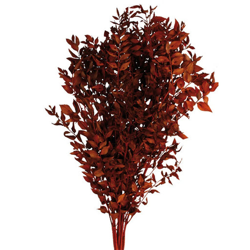Preserved Ruscus 70/80cm - Orange/Brown -150g