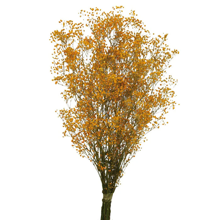 Preserved Gypsophila - Orange x 60cm long - 100g per pack