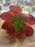 18cm head Large Red & Green Succulent short stem