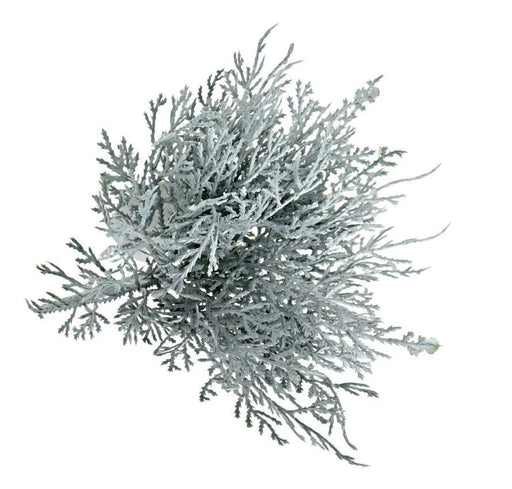 Winter Grey Pine Bush x  25cm