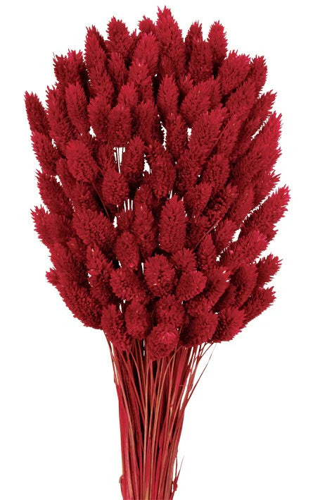 Preserved Phalaris - Raspberry x 80cm long - 150g per pack