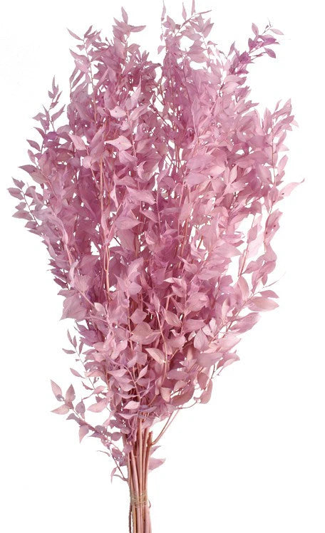 Preserved Ruscus 70/80cm - Lilac - 150g