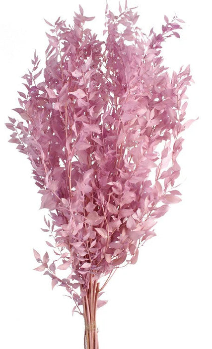 Preserved Ruscus 70/80cm - Lilac - 150g