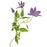 3 Head Clematis x 70cm Tall - Lavender