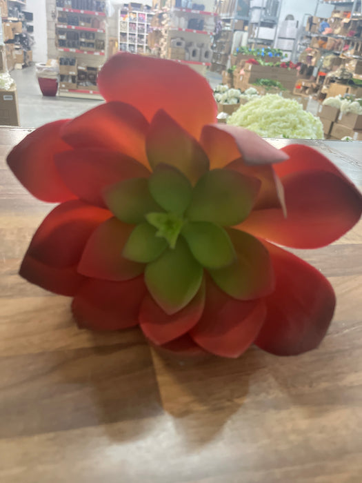 18cm head Large Red & Green Succulent short stem