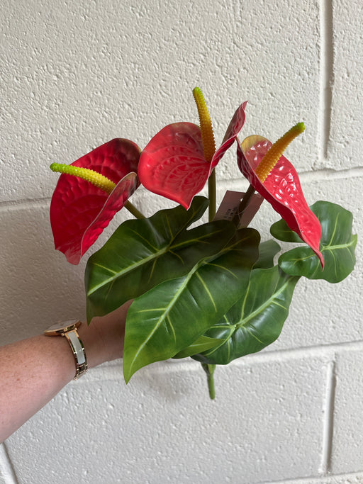 Red anthurium lily bush