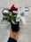 REDUCED TO CLEAR-Poinsettia Bauble & Holly Grave Vase Container  - White + Red