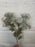 Single stem vintage blue grey meadow flower 53cm