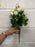 40cm ivory rosebud bush