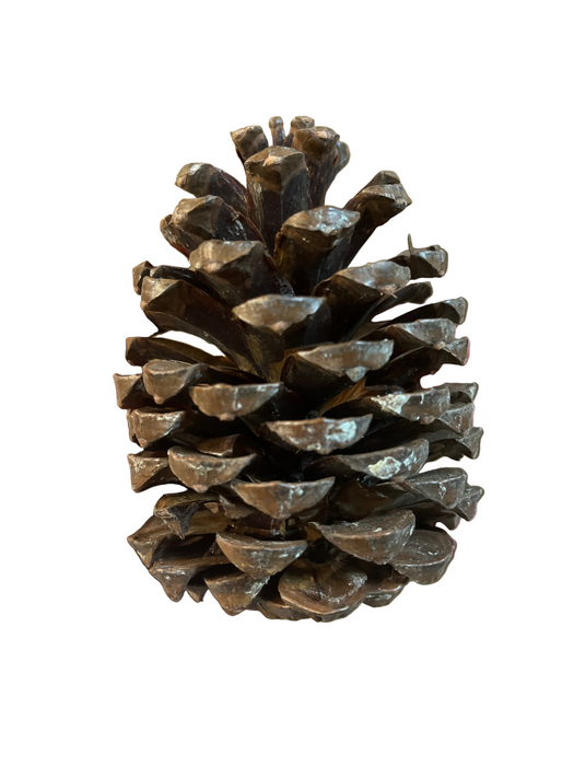 SINGLE Large Size Maritima Natural Pine Cones - 10-14cm