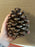 SINGLE Large Size Maritima Natural Pine Cones - 10-14cm