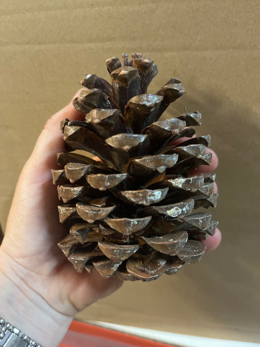 SINGLE Large Size Maritima Natural Pine Cones - 10-14cm