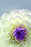 Folded Florist Cards - Blank - Pack of 25 - Ivory & Lilac Dahlia