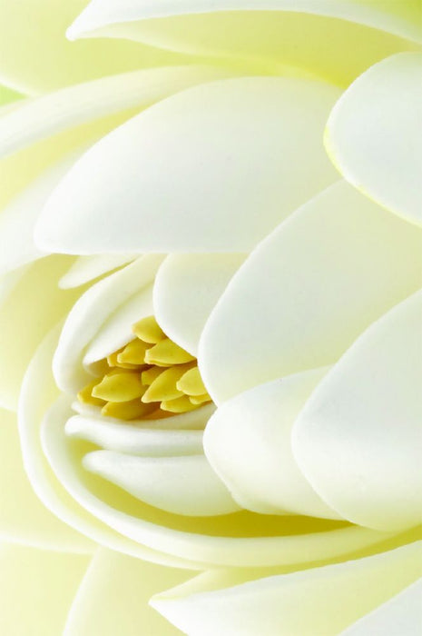 Folded Florist Cards - Blank - Pack of 25 -  Ivory Lotus