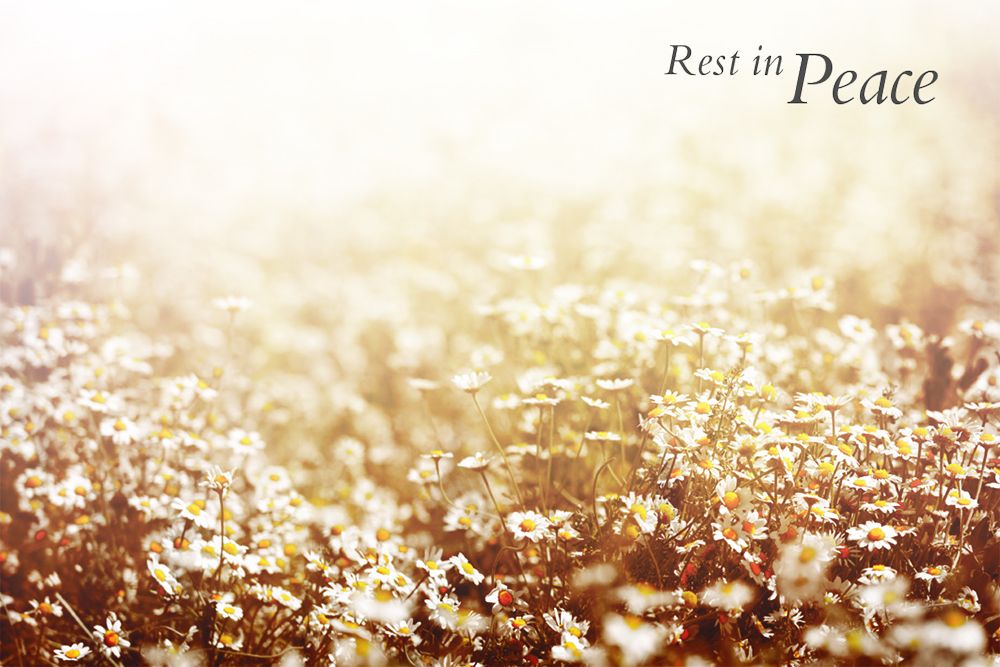 50x Florist Cards - Rest In Peace - Field of Daisies