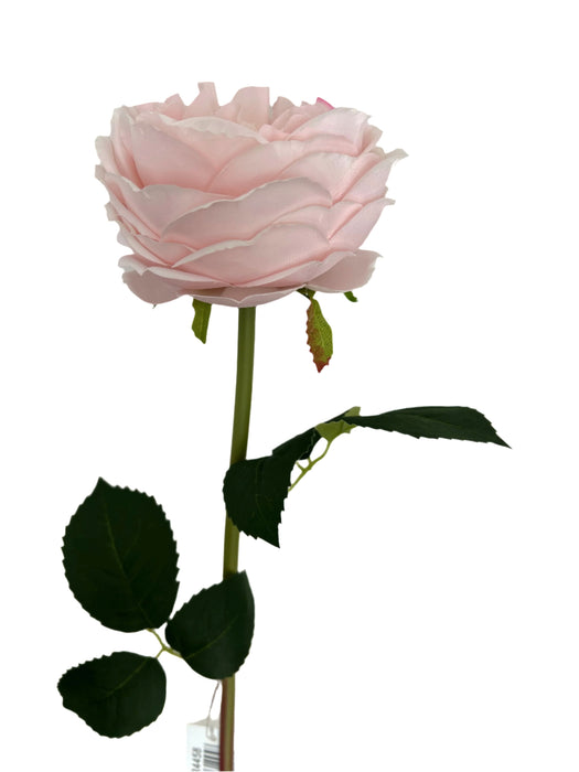 60cm Austin Rose - Light Pink 2