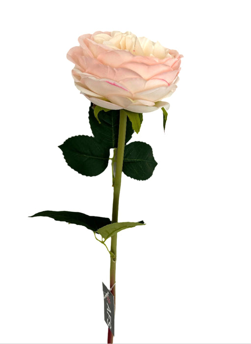 60cm Austin Rose - Peach