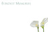 50  Florist Cards - Fondest Memories