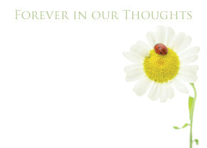 6 Large Florist Sympathy Message Cards - 12.5 x 9cm - Forever In Our Thoughts