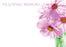 6 Large Florist Sympathy Message Cards - 12.5 x 9cm - In Loving Memory Pink Daisy
