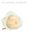 6 Large Florist Sympathy Message Cards - 12.5 x 9cm - In Loving Memory Cream Rose