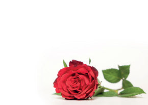 50  Florist Cards - Blank Red Roses