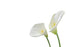 50  Florist Cards - Blank White Calla Lilly