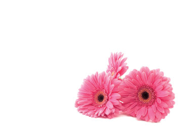 50  Florist Cards - Pink Gerbera