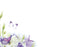 50  Florist Cards - Blank Butterflies & Flowers